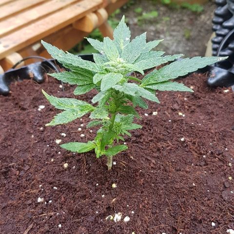 Blue Dream Auto #1 growlog timeline photo