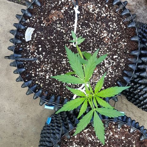 Wedding Cheesecake Auto growlog timeline photo