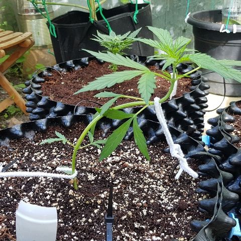 Wedding Cheesecake Auto growlog timeline photo
