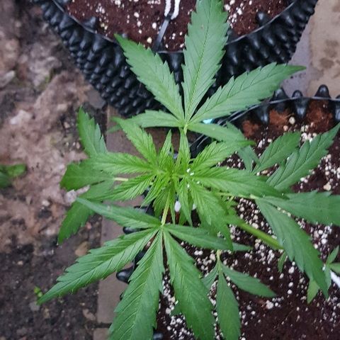 Wedding Cheesecake Auto growlog timeline photo