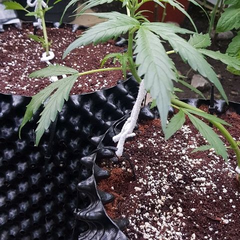 Wedding Cheesecake Auto growlog timeline photo