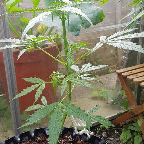 Wedding Cheesecake Auto growlog timeline photo