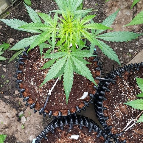 Wedding Cheesecake Auto growlog timeline photo
