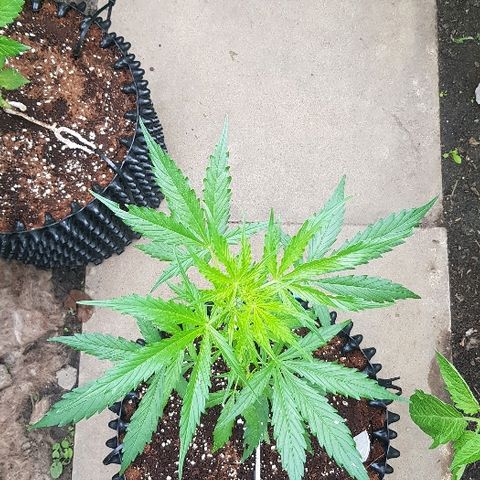 Wedding Cheesecake Auto growlog timeline photo