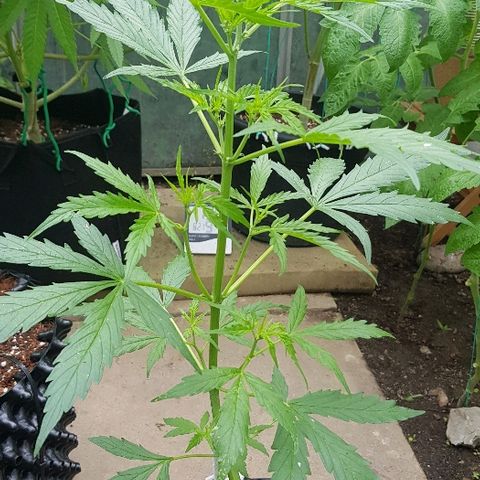 Wedding Cheesecake Auto growlog timeline photo