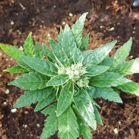 Blue Dream Auto #1 growlog timeline photo
