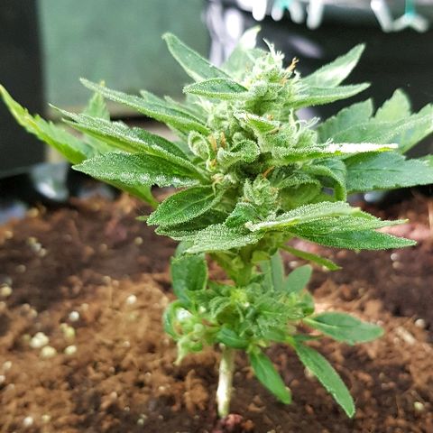 Blue Dream Auto #1 growlog timeline photo