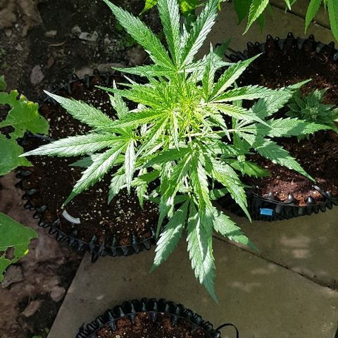 Wedding Cheesecake Auto growlog timeline photo