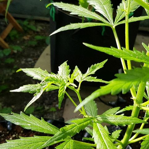 Wedding Cheesecake Auto growlog timeline photo