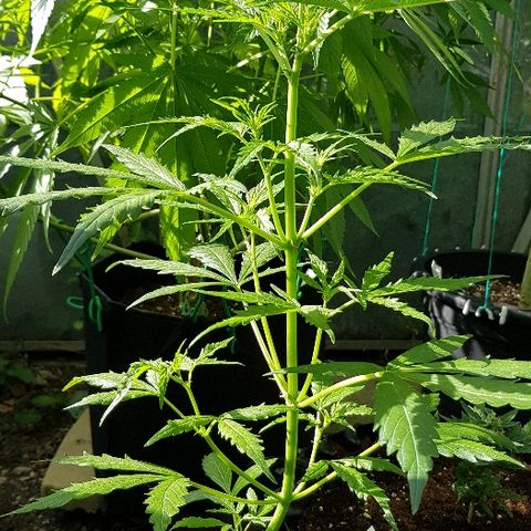 Wedding Cheesecake Auto growlog timeline photo