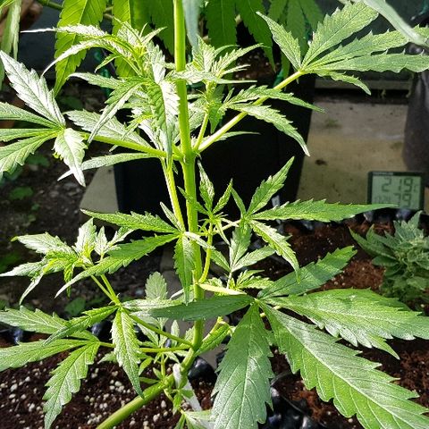 Wedding Cheesecake Auto growlog timeline photo