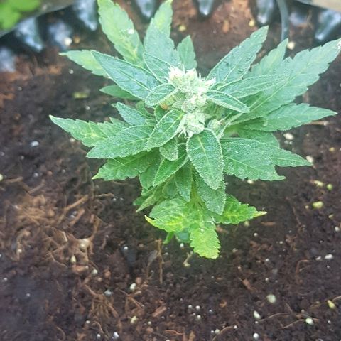Blue Dream Auto #1 growlog timeline photo