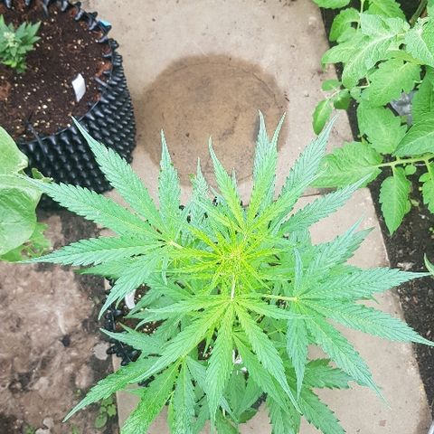 Wedding Cheesecake Auto growlog timeline photo