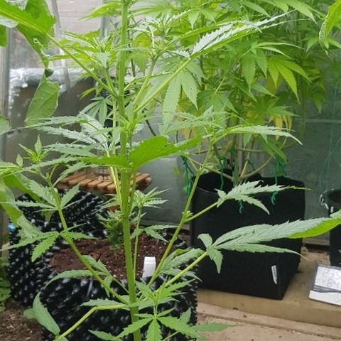 Wedding Cheesecake Auto growlog timeline photo