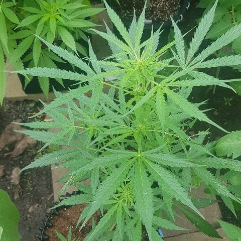 Wedding Cheesecake Auto growlog timeline photo