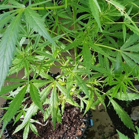 Wedding Cheesecake Auto growlog timeline photo