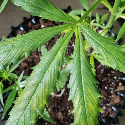 Wedding Cheesecake Auto growlog timeline photo