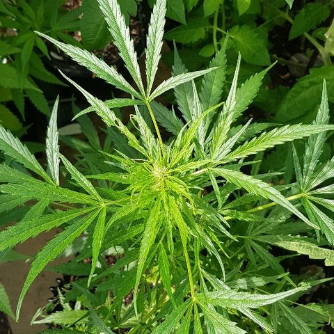 Wedding Cheesecake Auto growlog timeline photo