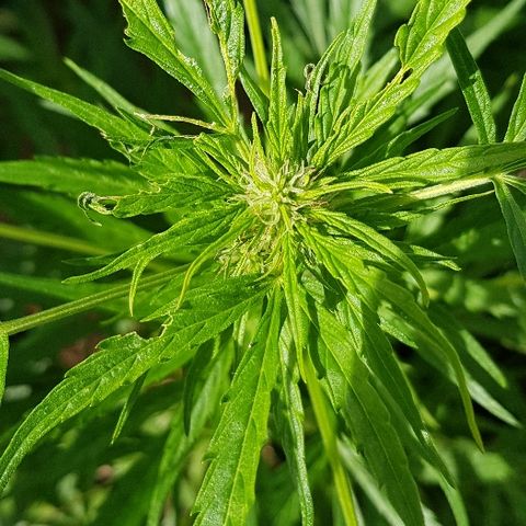 Wedding Cheesecake Auto growlog timeline photo