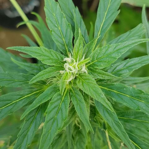 Wedding Cheesecake Auto growlog timeline photo