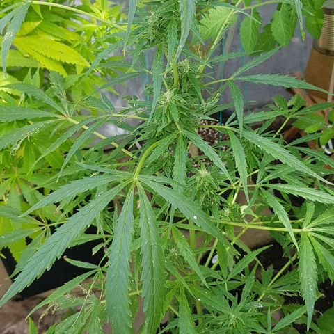 Wedding Cheesecake Auto growlog timeline photo