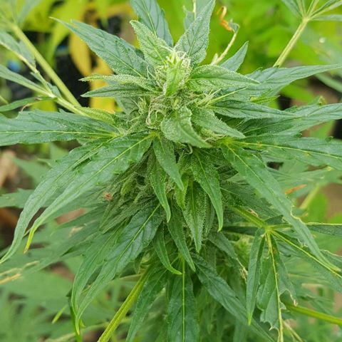 Wedding Cheesecake Auto growlog timeline photo