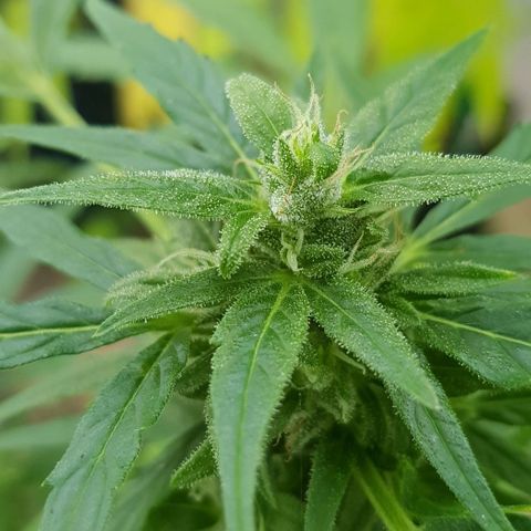 Wedding Cheesecake Auto growlog timeline photo