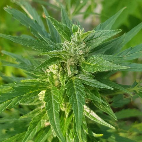 Wedding Cheesecake Auto growlog timeline photo