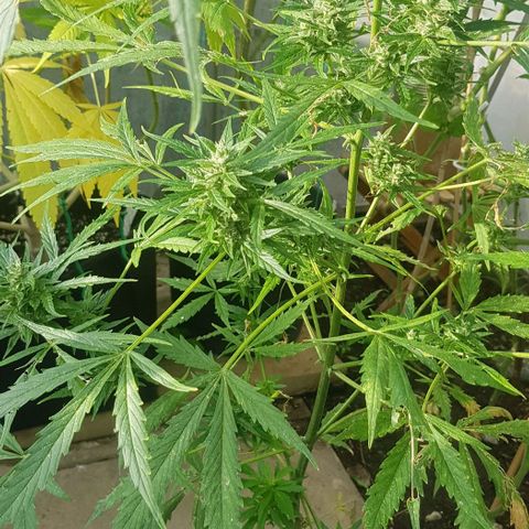 Wedding Cheesecake Auto growlog timeline photo