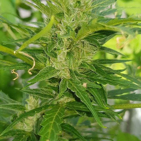 Wedding Cheesecake Auto growlog timeline photo