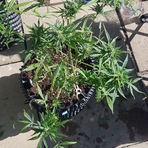Wedding Cheesecake Auto growlog timeline photo