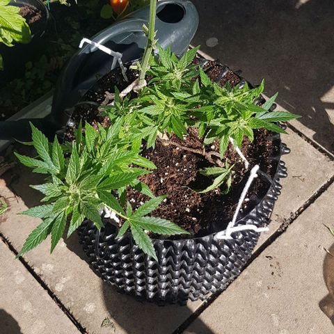 Wedding Cheesecake Auto growlog timeline photo