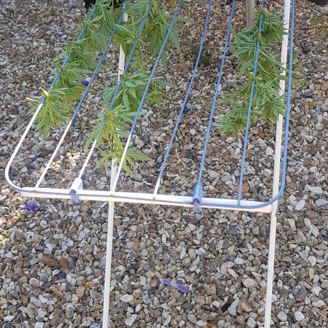 Wedding Cheesecake Auto growlog timeline photo