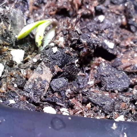 Girl Scout Cookies  growlog timeline photo