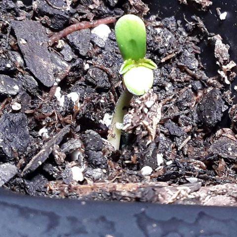 Gorilla Glue Auto  growlog timeline photo