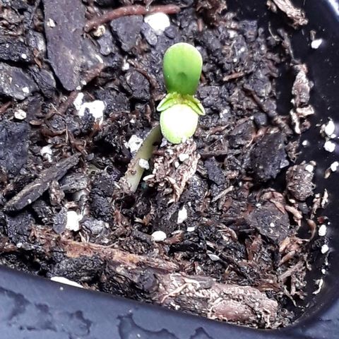 Gorilla Glue Auto  growlog timeline photo