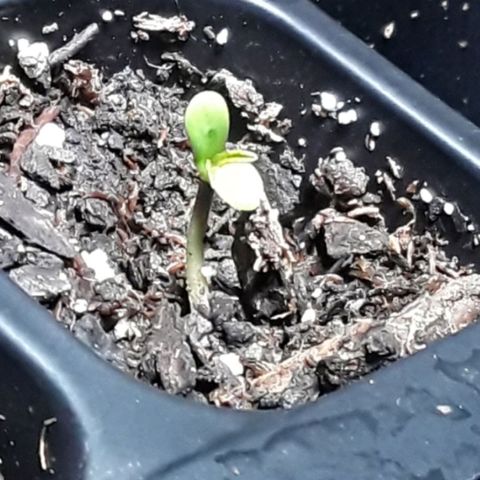 Gorilla Glue Auto  growlog timeline photo