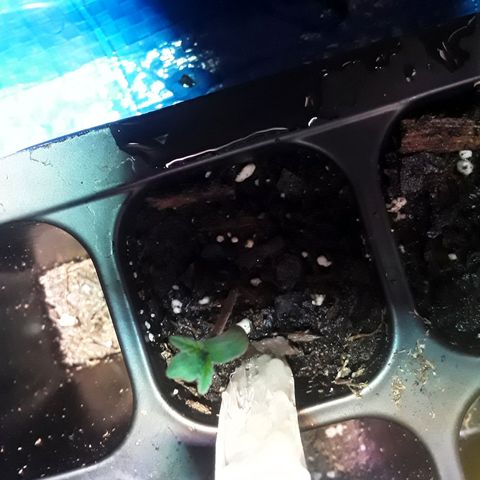 Gorilla Glue Auto  growlog photo: Day 2 of seedling cycle 