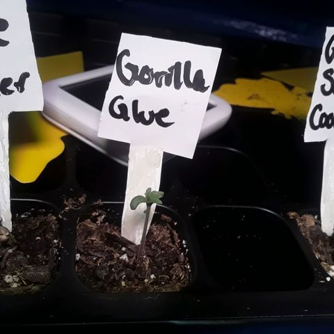 Gorilla Glue Auto  growlog photo: Day 2 of seedling cycle 