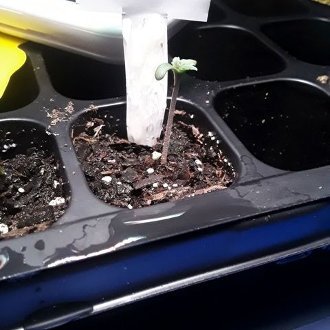 Gorilla Glue Auto  growlog photo: Day 2 of seedling cycle 