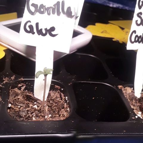 Gorilla Glue Auto  growlog photo: Day 2 of seedling cycle 