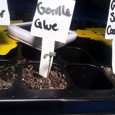 Gorilla Glue Auto  growlog photo: Day 2 of seedling cycle 