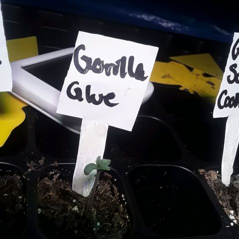 Gorilla Glue Auto  growlog photo: Day 2 of seedling cycle 
