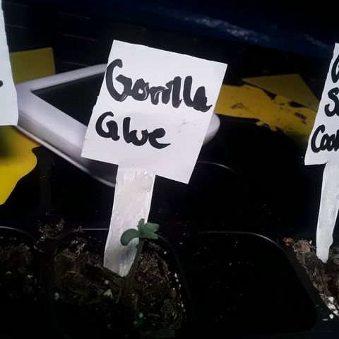 Gorilla Glue Auto  growlog photo: Day 2 of seedling cycle 