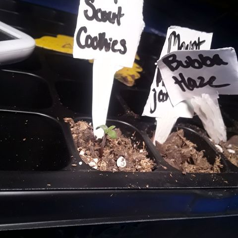 Girl Scout Cookies  growlog photo: Day 2 of seedling cycle 
