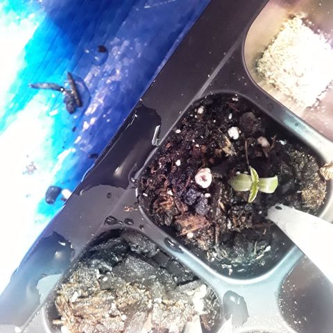 Girl Scout Cookies  growlog photo: Day 2 of seedling cycle 