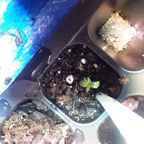 Girl Scout Cookies  growlog photo: Day 2 of seedling cycle 