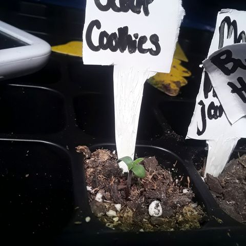 Girl Scout Cookies  growlog photo: Day 2 of seedling cycle 
