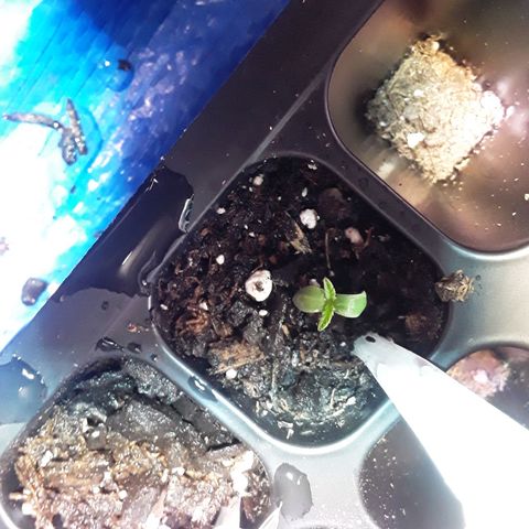 Girl Scout Cookies  growlog photo: Day 2 of seedling cycle 