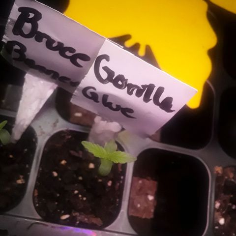 Gorilla Glue Auto  growlog photo: Fastest and strongest 